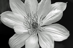 Clematis Black And White